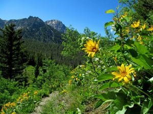 view of spring in the Sawtooth National Forest while Hiking
